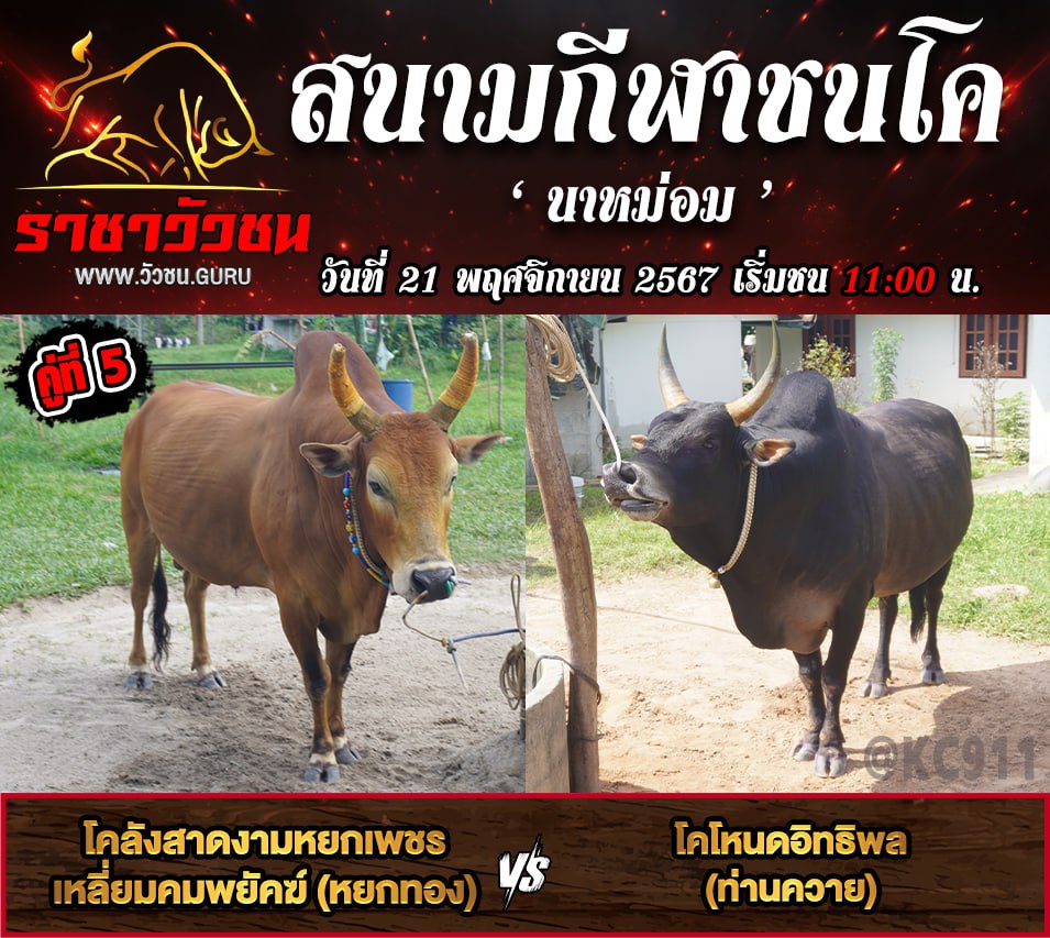 โปรแกรมวัวชน 21-11-2567