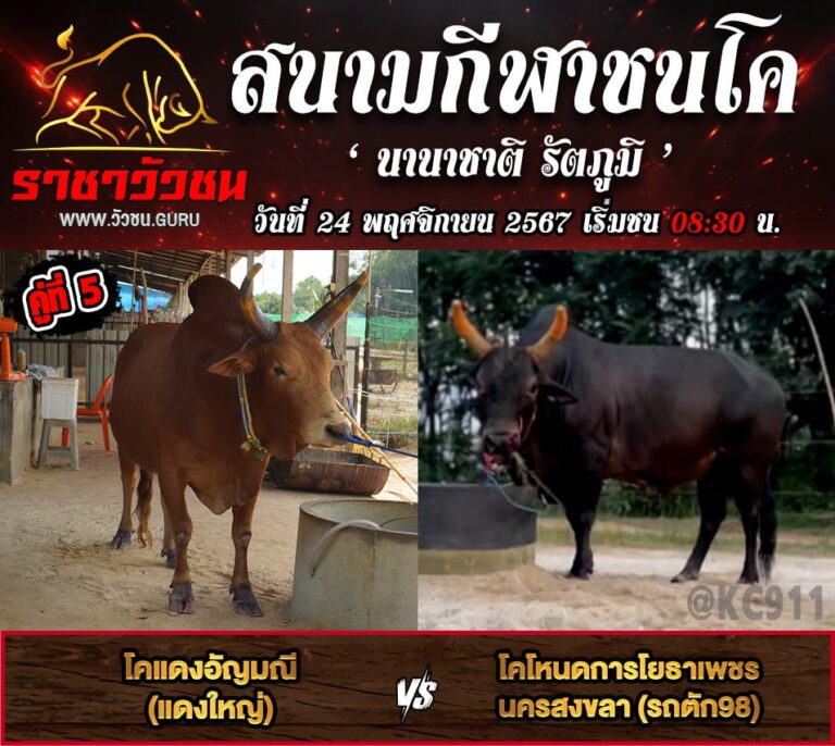 โปรแกรมวัวชน 24-11-2567