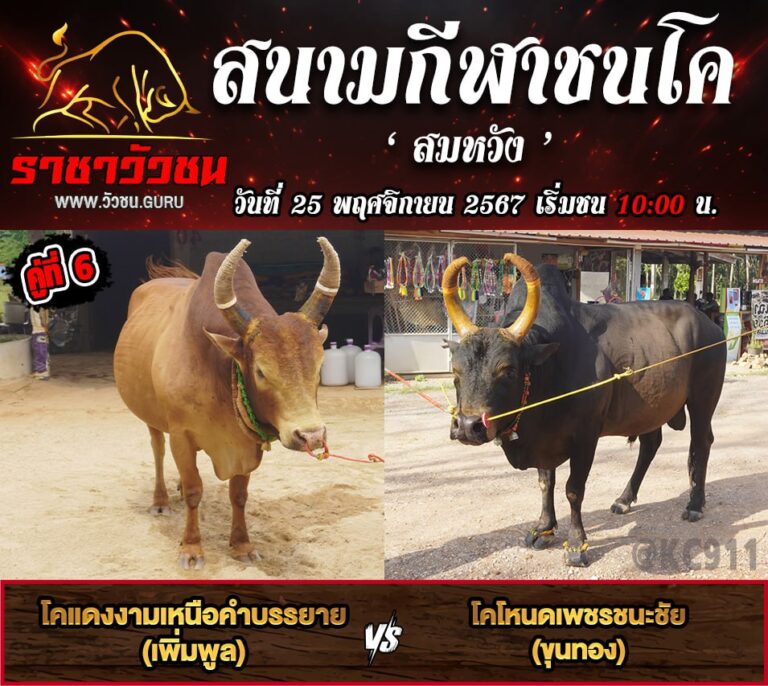 โปรแกรมวัวชน 25-11-2567