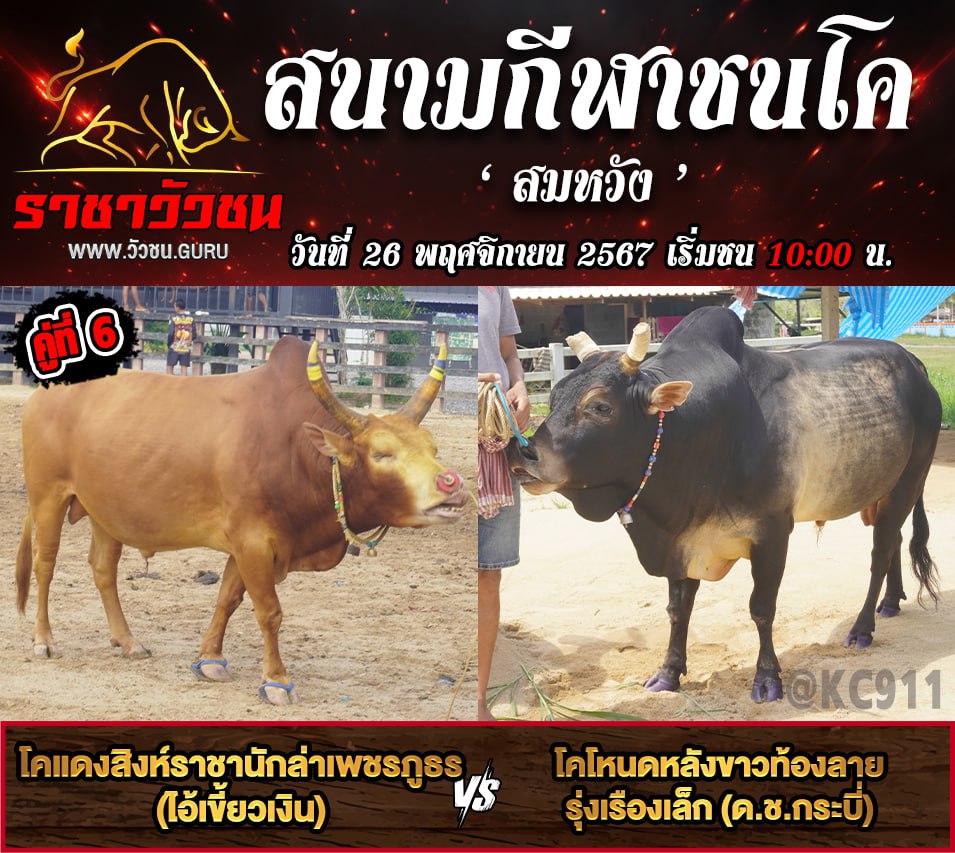 โปรแกรมวัวชน 26-11-2567