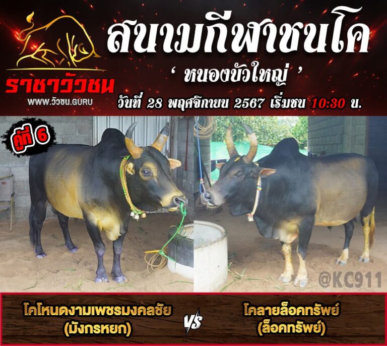 คลิปวัวชนย้อนหลัง 28-11-2567