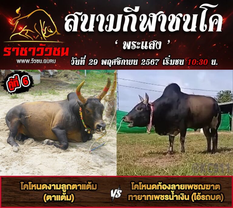 คลิปวัวชนย้อนหลัง 29-11-2567