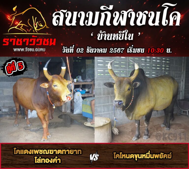 คลิปวัวชนย้อนหลัง 2-12-2567