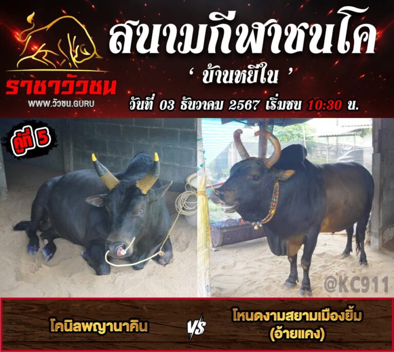 คลิปวัวชนย้อนหลัง 3-12-2567