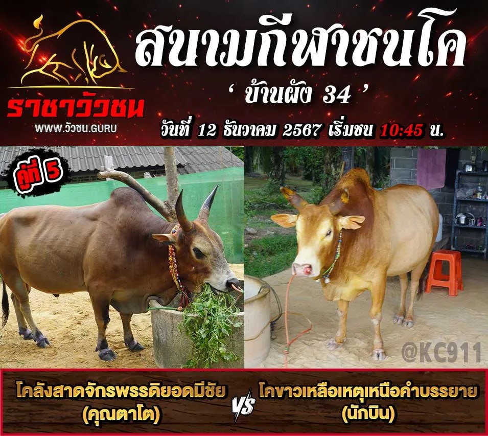 คลิปวัวชนย้อนหลัง 12-12-2567