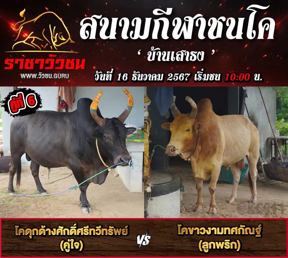 โปรแกรมวัวชน 16-12-2567