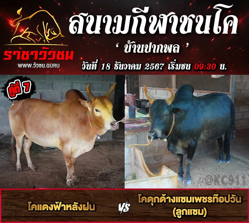 คลิปวัวชนย้อนหลัง 18-12-2567