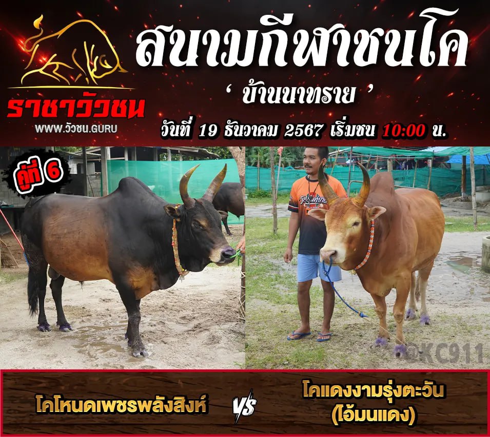 โปรแกรมวัวชน 19-12-2567