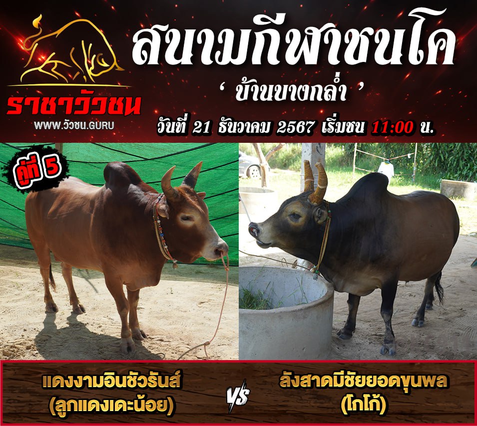 โปรแกรมวัวชน 21-12-2567