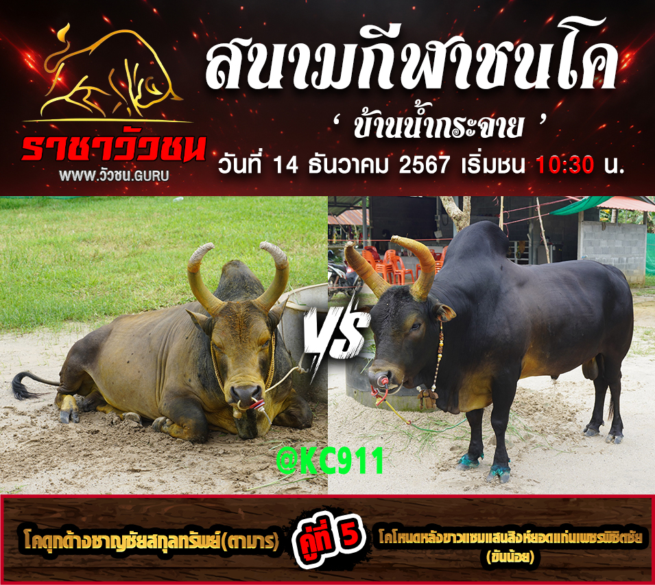 คลิปวัวชนย้อนหลัง 14-12-2567