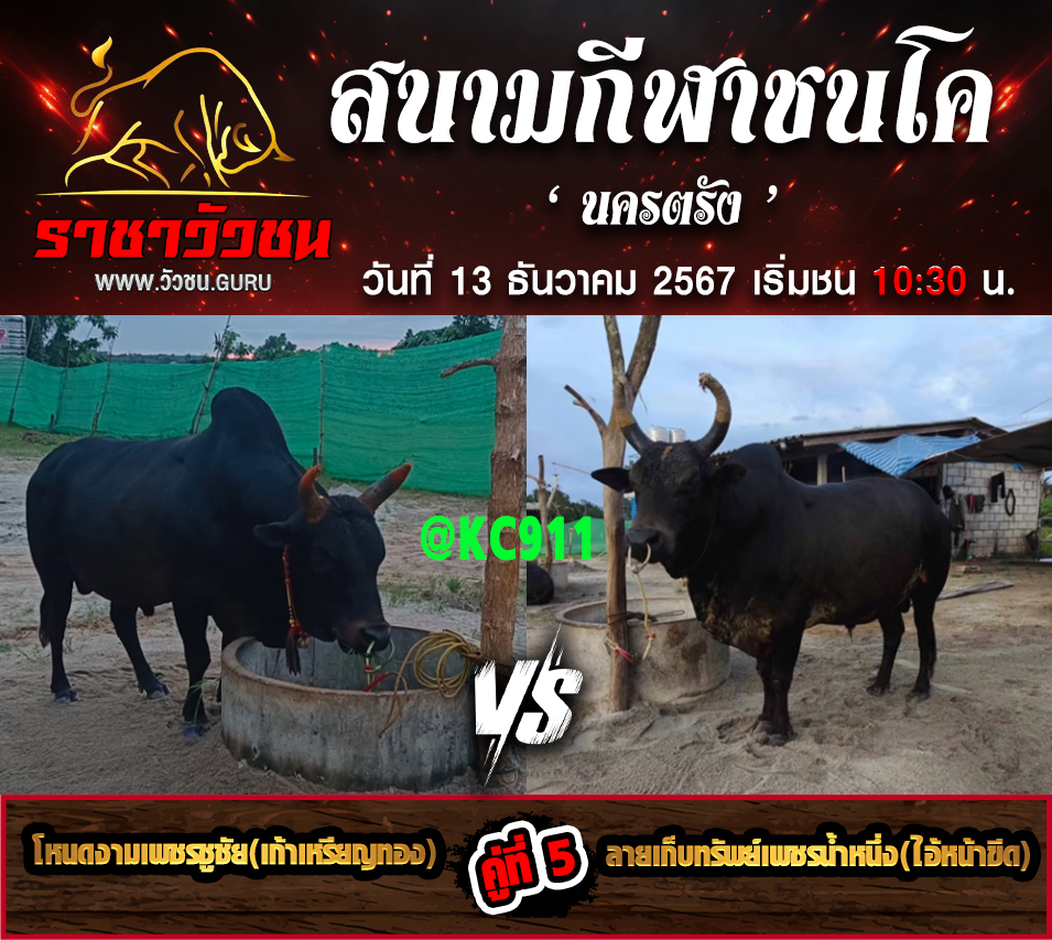 คลิปวัวชนย้อนหลัง 13-12-2567