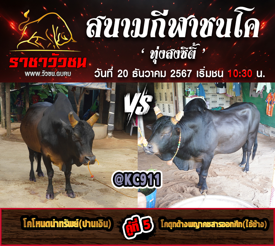 คลิปวัวชนย้อนหลัง 20-12-2567